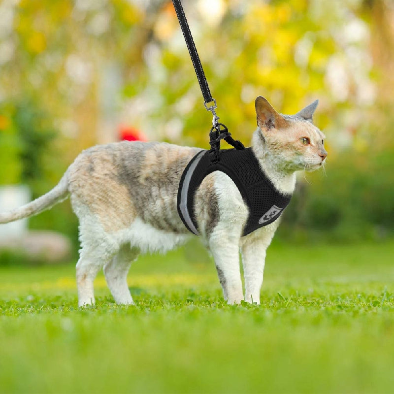 Super-Breathable Pet Harness & Leash Set - Escape-Proof, Adjustable Vest with Reflective Stripes for Kitten, Puppy & Small Dogs - Stylish Comfort and Enhanced Control