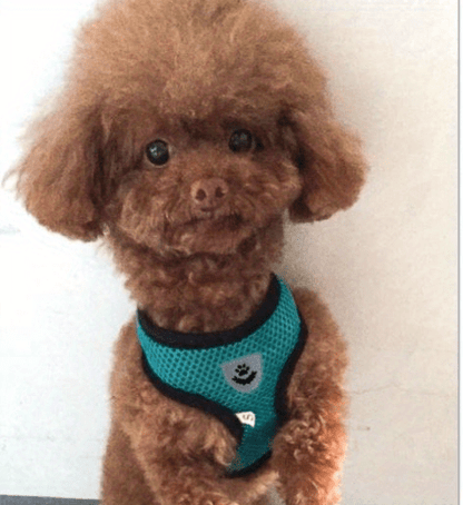 [For Dogs & Cats Reflective Harness] Reflective Pet Harness And Leash Set For Dogs And Cats, Adjustable Puppy Cat Vest Harness With Soft Mesh